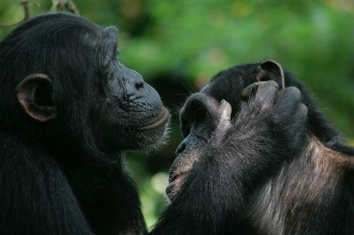 Chimpancés y bonobos utilizan gestos para cambiar de posición durante el acicalamiento