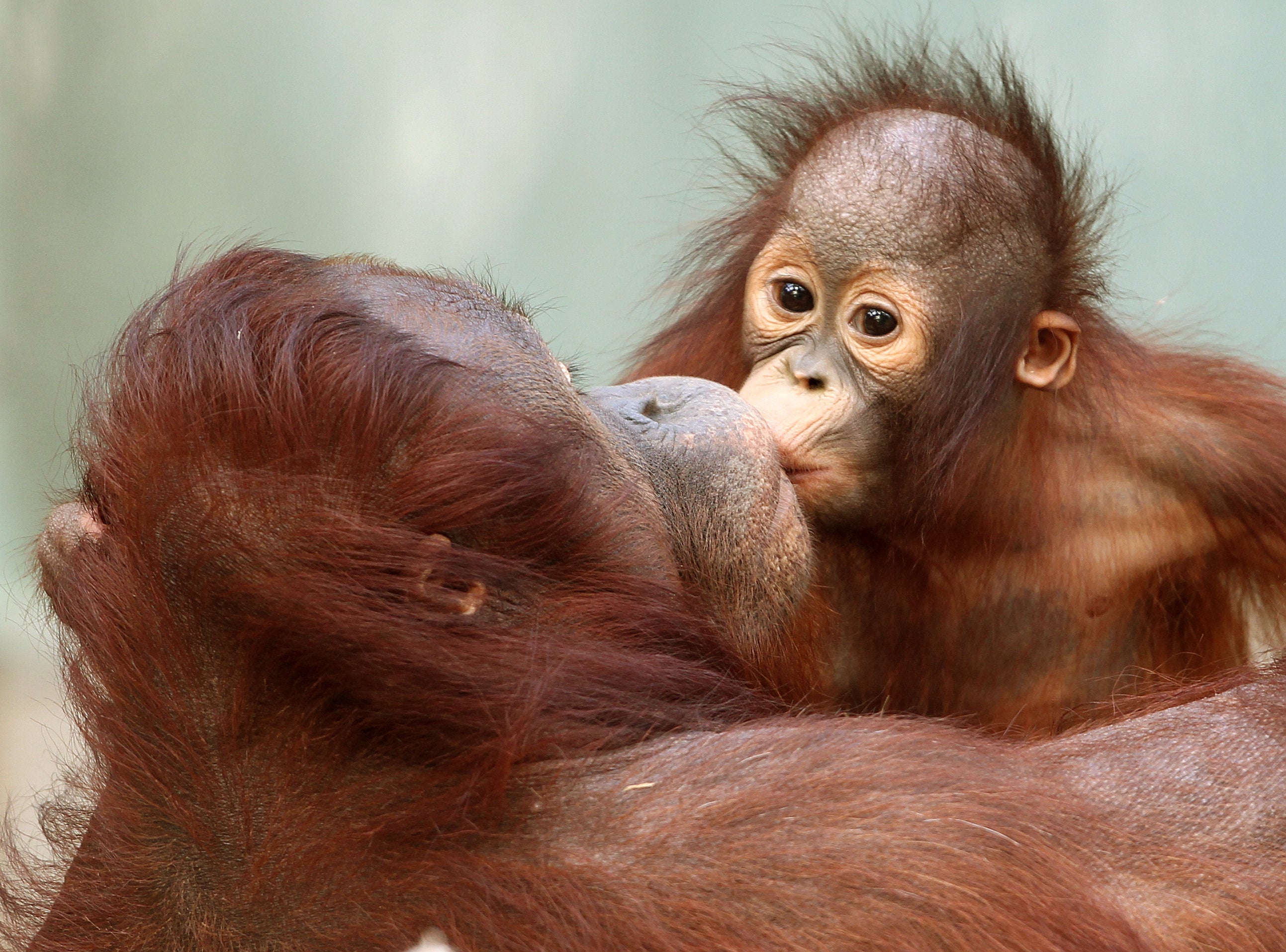 El bebé orangután “Changi” besa a su madre “Lea” el 24 de enero de 2012