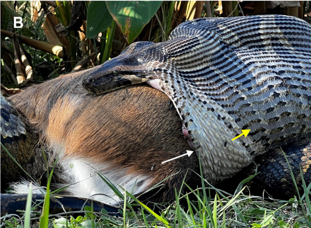 <p>Una pitón birmana devora a un ciervo de cola blanca en el sur de Florida. Los biólogos advierten que las serpientes gigantes están devorando animales enteros en la región </p>