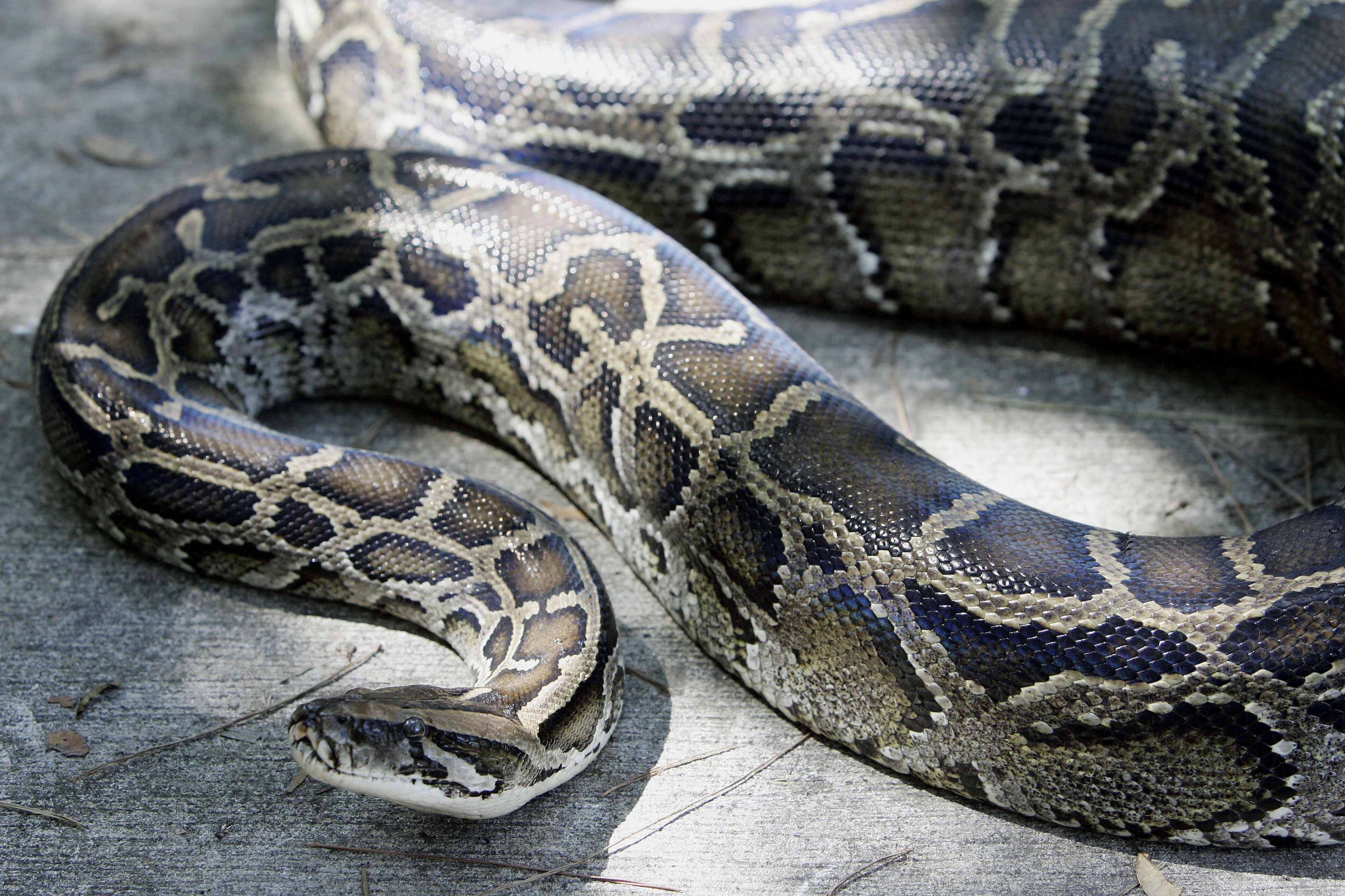 Según la Florida Fish and Wildlife Conservation Commission, las pitones birmanas pueden consumir alimentos equivalentes al 100% de su masa corporal y se sabe que consumen mamíferos, aves y reptiles