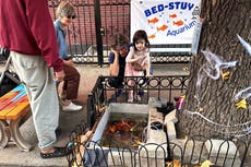 Estanque improvisado para peces de colores en Brooklyn renace en el alcorque de un árbol