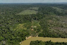 Deforestación en la Amazonía brasileña cae casi un 31% respecto al año anterior