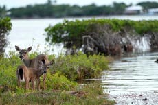 Los ciervos de los cayos de Florida enfrentan un futuro incierto ante el aumento del nivel del mar