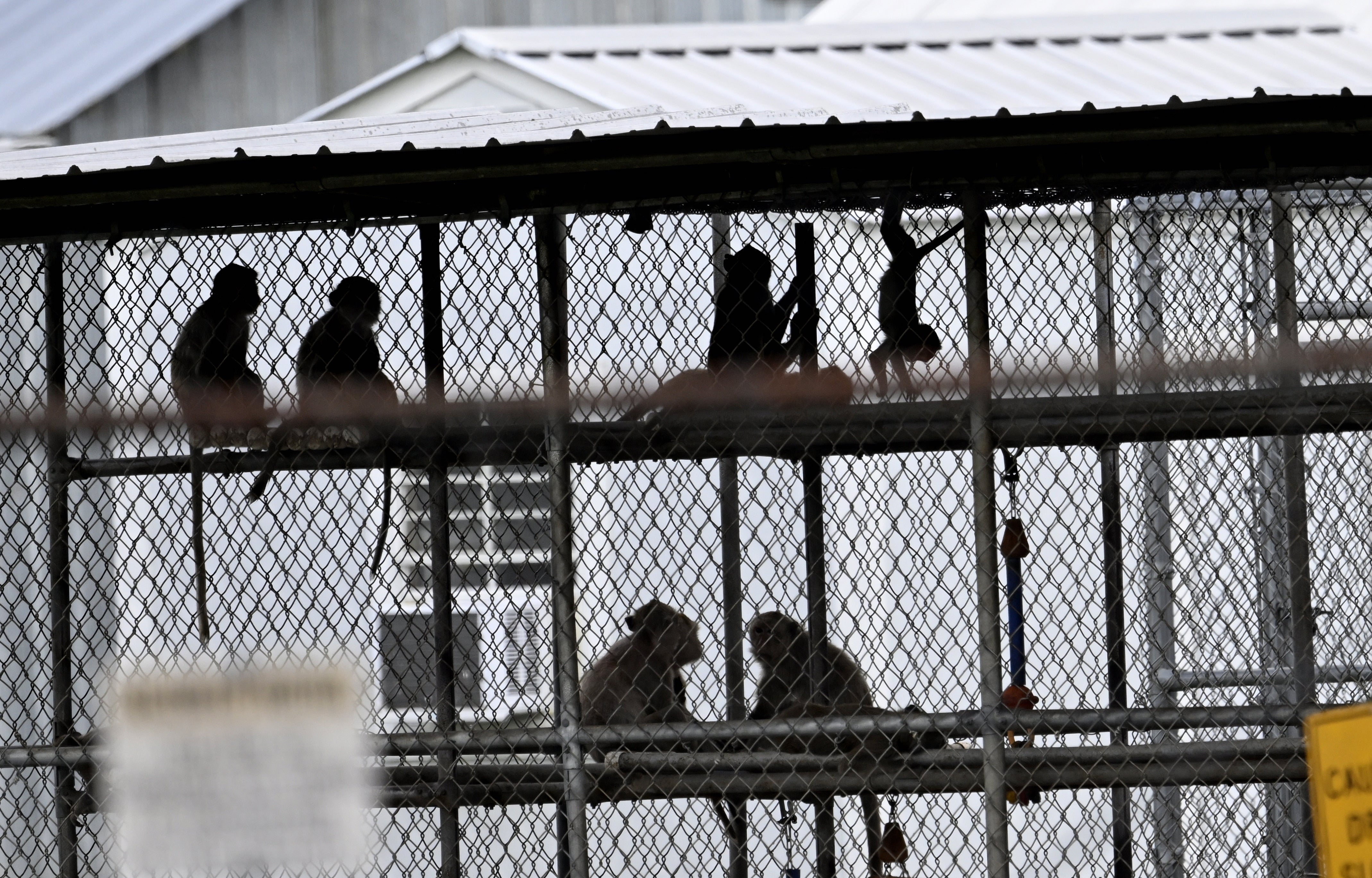 Vista de las jaulas del centro de investigación en Yemassee, Carolina del Sur, de donde se escaparon cuarenta y tres monos macacos rhesus el 8 de noviembre, Estados Unidos