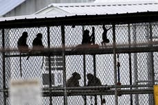 Monos siguen desaparecidos tras fuga masiva en laboratorio de Carolina del Sur