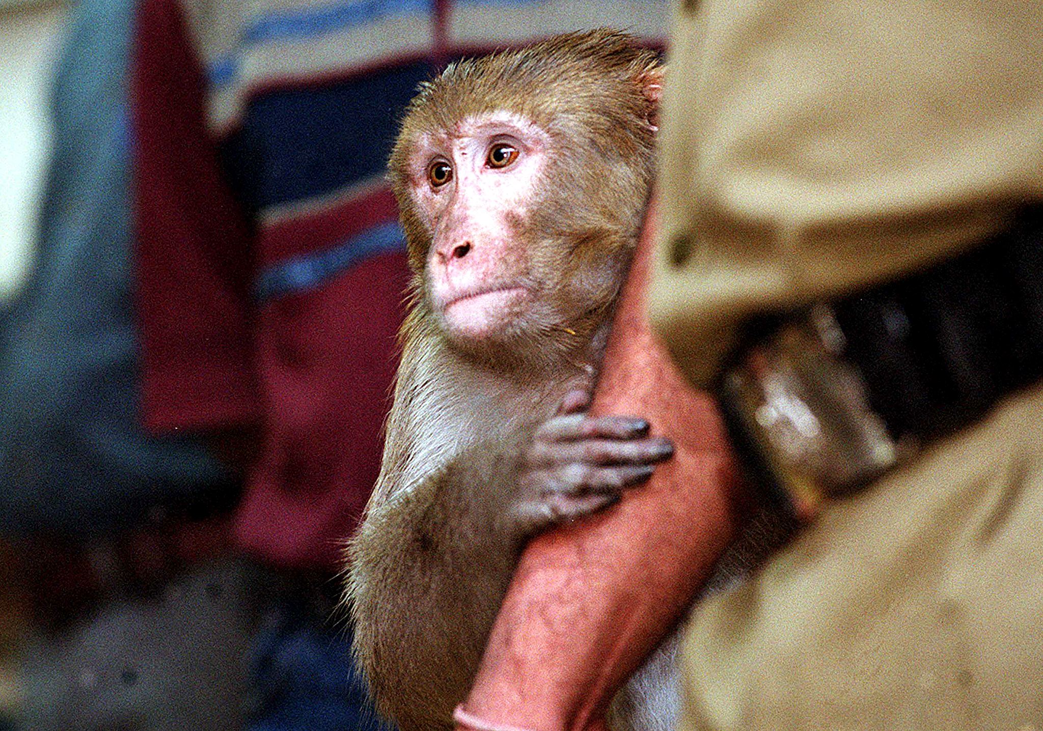 Los monos Rhesus se utilizan habitualmente en ensayos biomédicos con primates