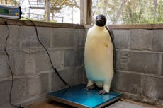 Aparece en una playa turística al primer pingüino emperador documentado en Australia