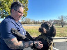 EEUU: Veteranos con estrés postraumático mejoran gracias a programa de perros de asistencia