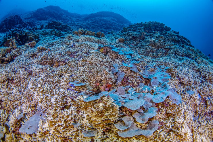 Descubren un coral gigante frente a las Islas Salomón, Oceanía