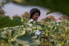Las ayudas alimentarias mitigan las dificultades causadas por el cambio climático