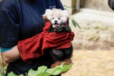 Zoológico de Edimburgo atribuye la muerte de un panda rojo bebé a fuegos artificiales