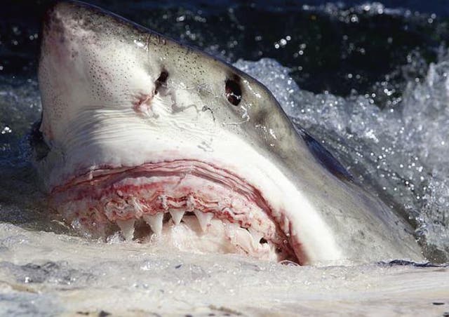 <p>Tiburón blanco hurgando en el cadáver de una ballena</p>