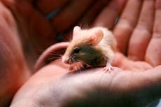 Hombre entrega casi 1.000 ratones a refugio de animales en Nueva Hampshire