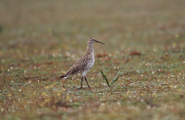 <p>El zarapito de pico fino, una ave playera migratoria, se reproduce en Siberia occidental y pasa el invierno en la región del Mediterráneo</p>