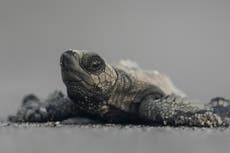 Liberación de tortugas bebés busca salvar especie marina en peligro de extinción en Panamá