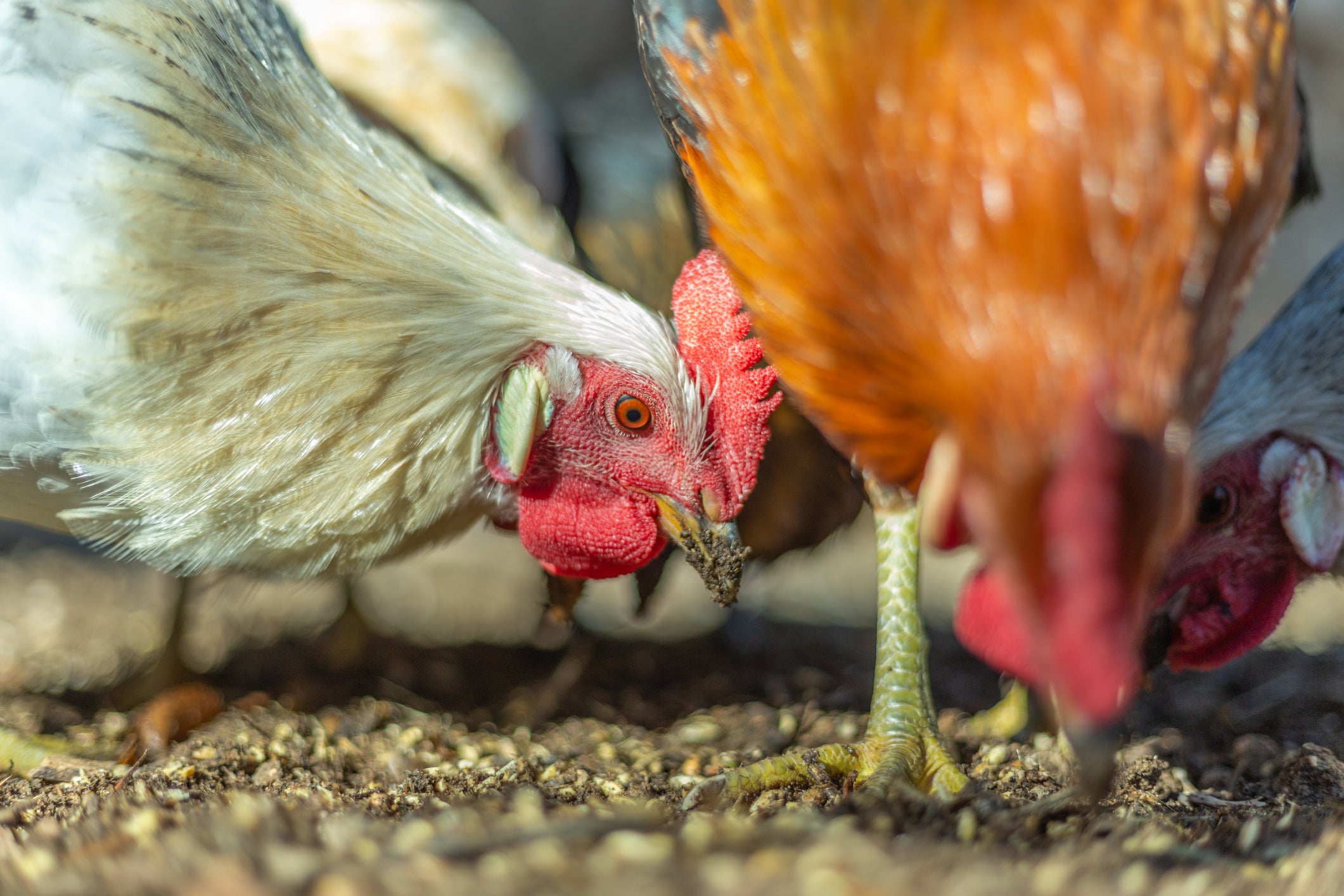 Gallinas picoteando la tierra. La semana pasada se confirmó la presencia de gripe aviar en aves de Hawái, EE. UU. El virus ha infectado a más de 50 personas en siete estados del país