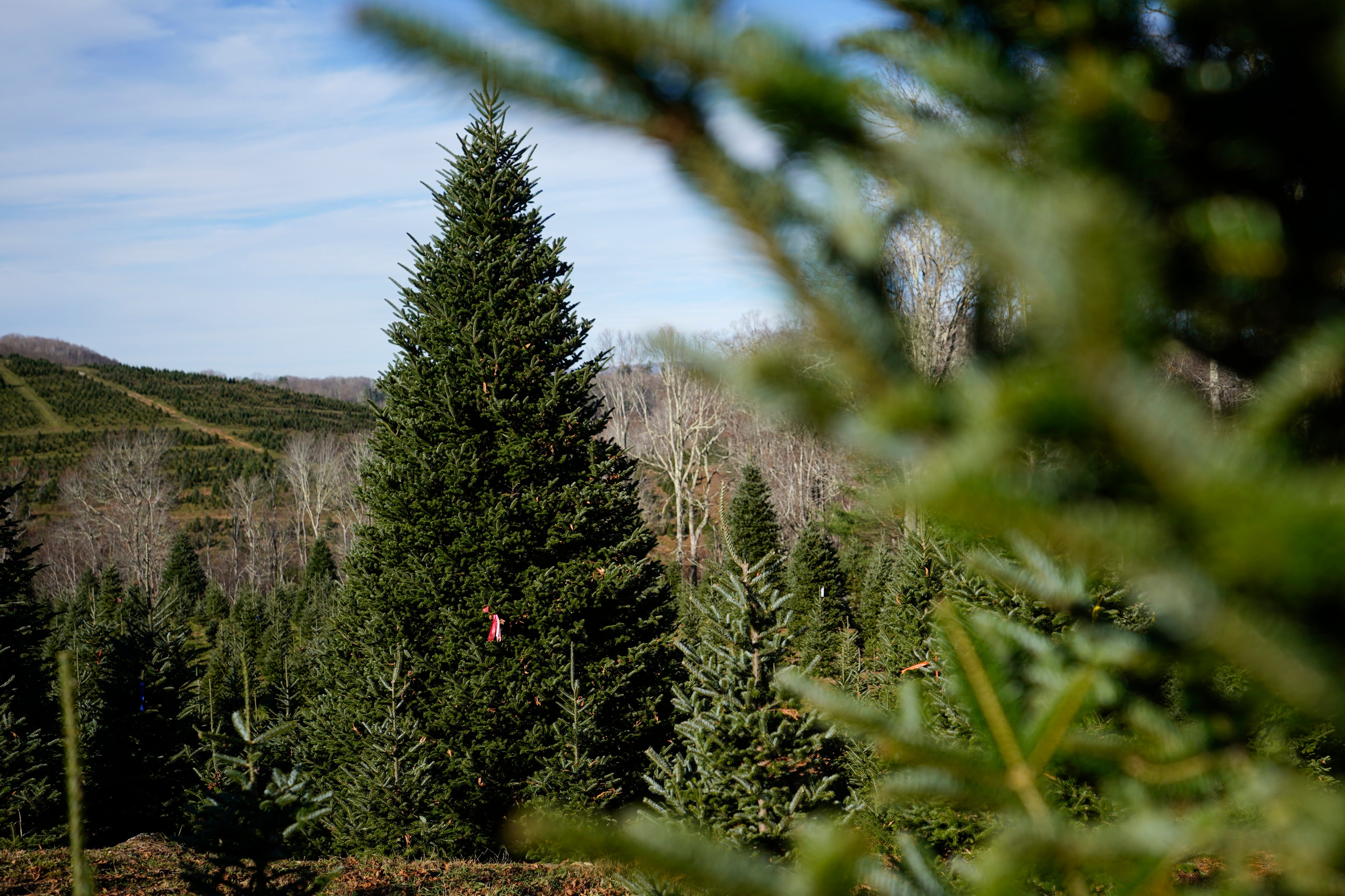 ÁRBOL DE NAVIDAD