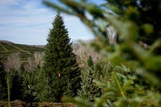 Árbol navideño en Casa Blanca simboliza resiliencia de Carolina del Norte tras los huracanes