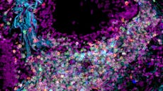 Científicos crean mapa del cuerpo humano célula por célula