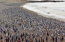 Histórica condena en Argentina contra un ganadero por matanza de 200 pingüinos Magallanes