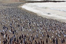 Histórica condena en Argentina contra un ganadero por matanza de 200 pingüinos Magallanes