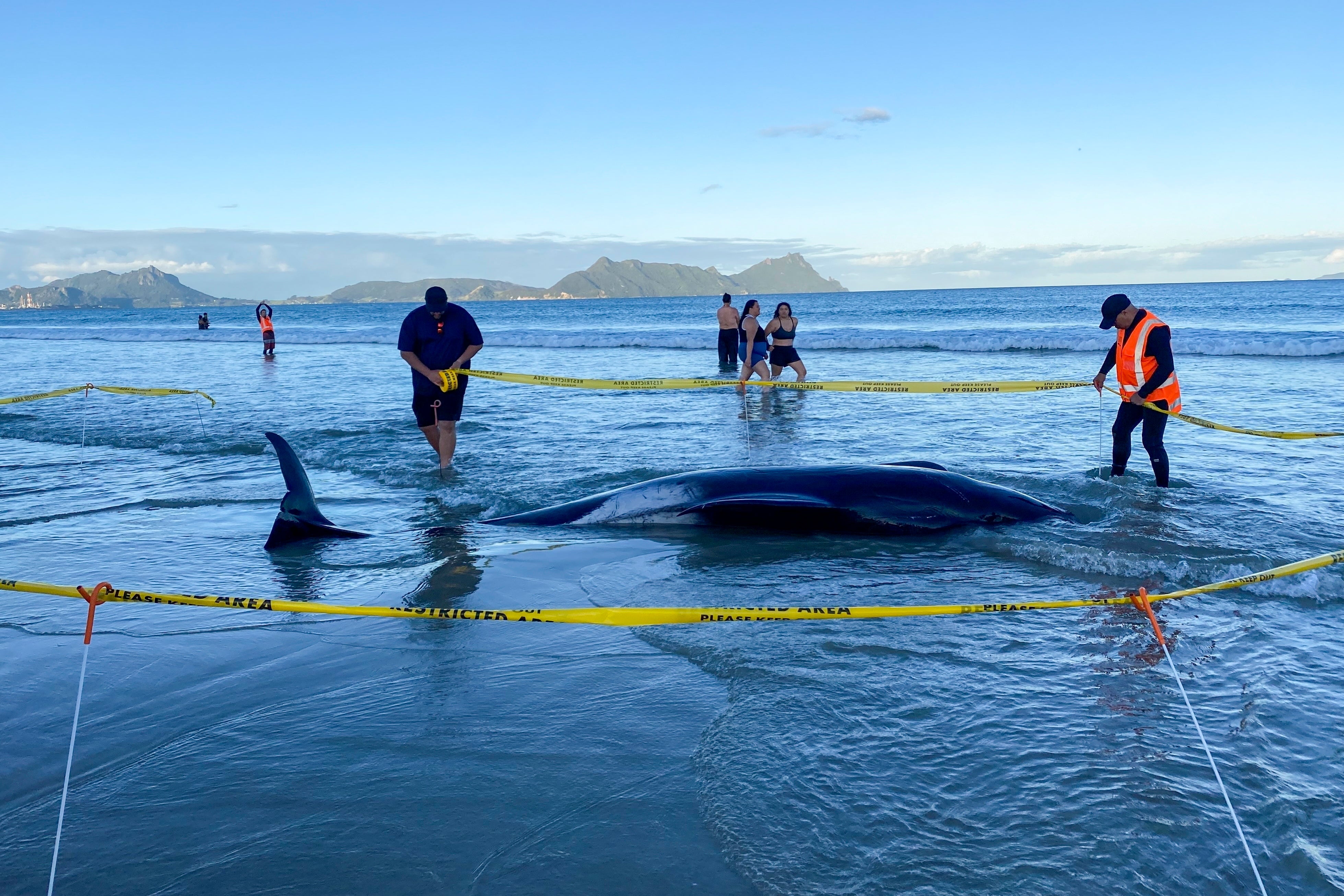 NUEVA ZELANDA-BALLENAS VARADAS