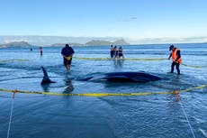 Neozelandeses ayudan a salvar unos 30 ballenas varadas en una playa