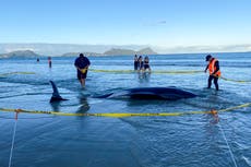 Neozelandeses ayudan a salvar unos 30 ballenas varadas en una playa
