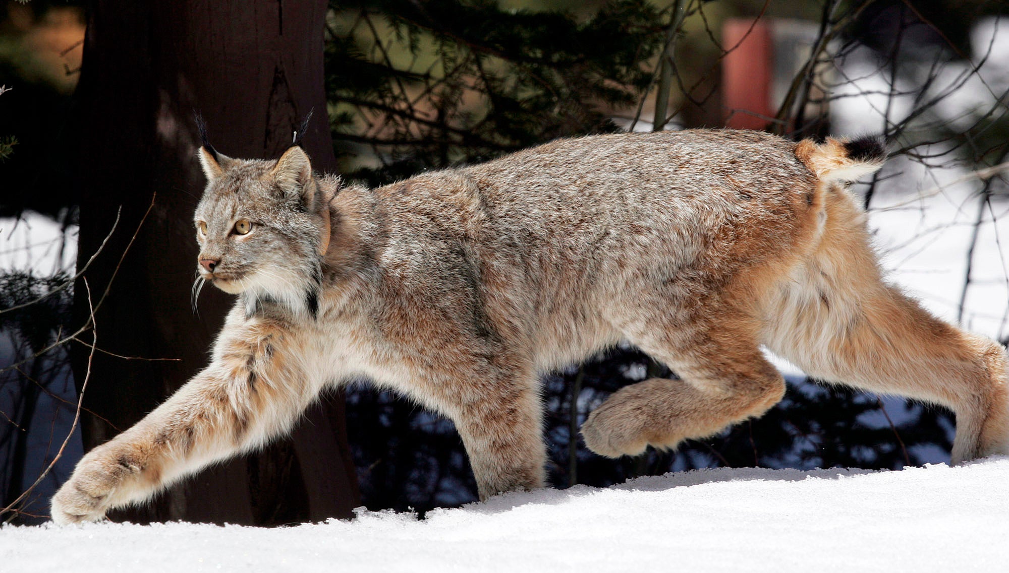 EEUU-LINCE-HÁBITAT