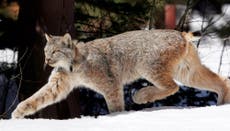 Proponen nuevas protecciones de hábitat para el lince canadiense en las Rocosas del sur de EEUU