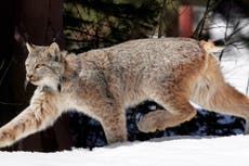 Proponen nuevas protecciones de hábitat para el lince canadiense en las Rocosas del sur de EEUU