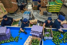 Amenaza de aranceles de Trump pone en riesgo aguacates y tequila mexicanos