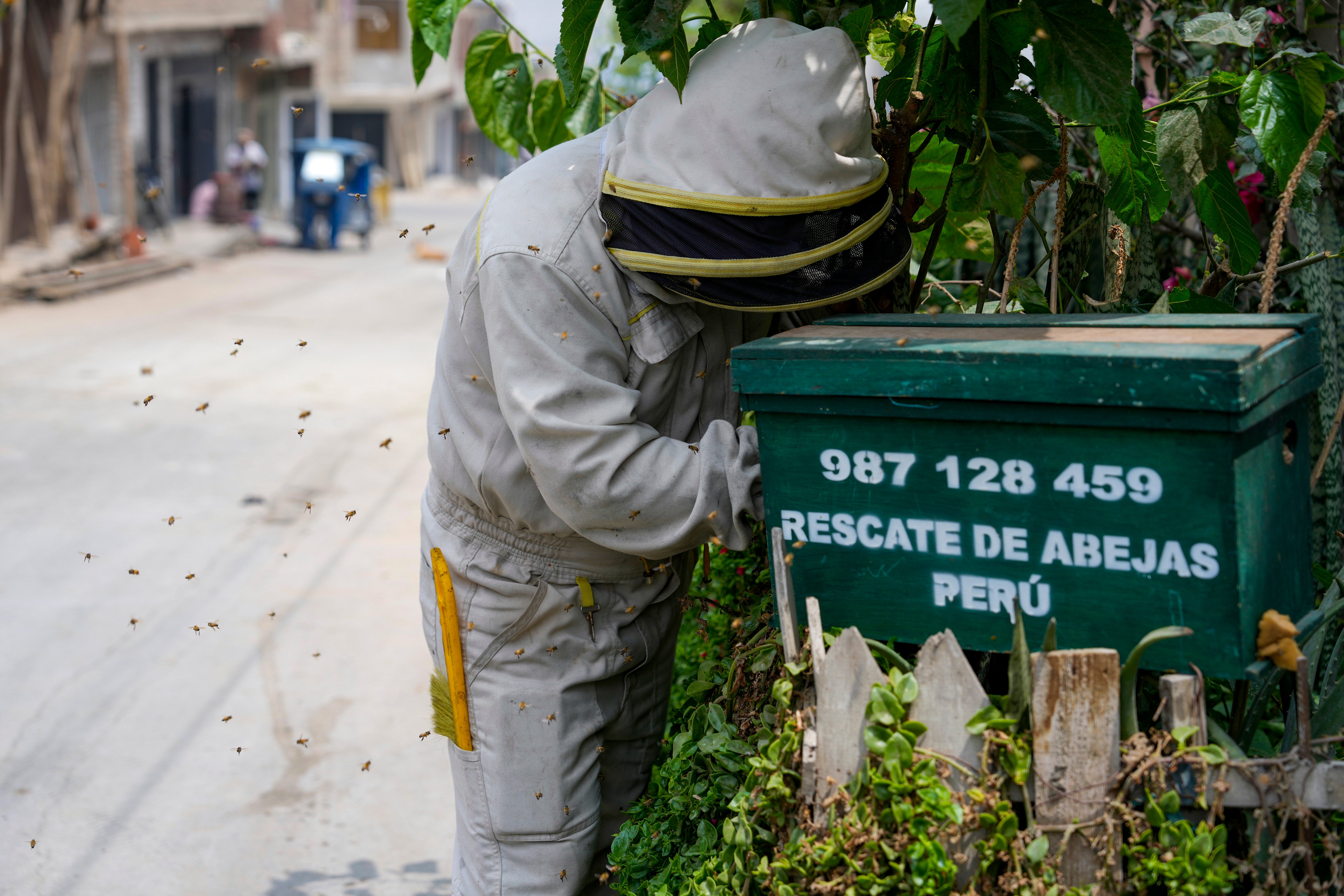 PERÚ-ABEJAS RESCATISTA