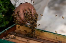 Activista rescata miles de abejas en casas, parques y cementerios de la capital de Perú