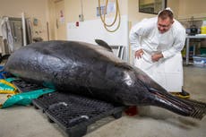 Científicos se reúnen en Nueva Zelanda para estudiar la ballena más rara del mundo