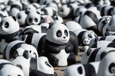 Hong Kong exhibirá 2.500 esculturas de pandas por la locura local hacia estos osos