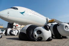 Hong Kong exhibe 2.500 esculturas de osos panda