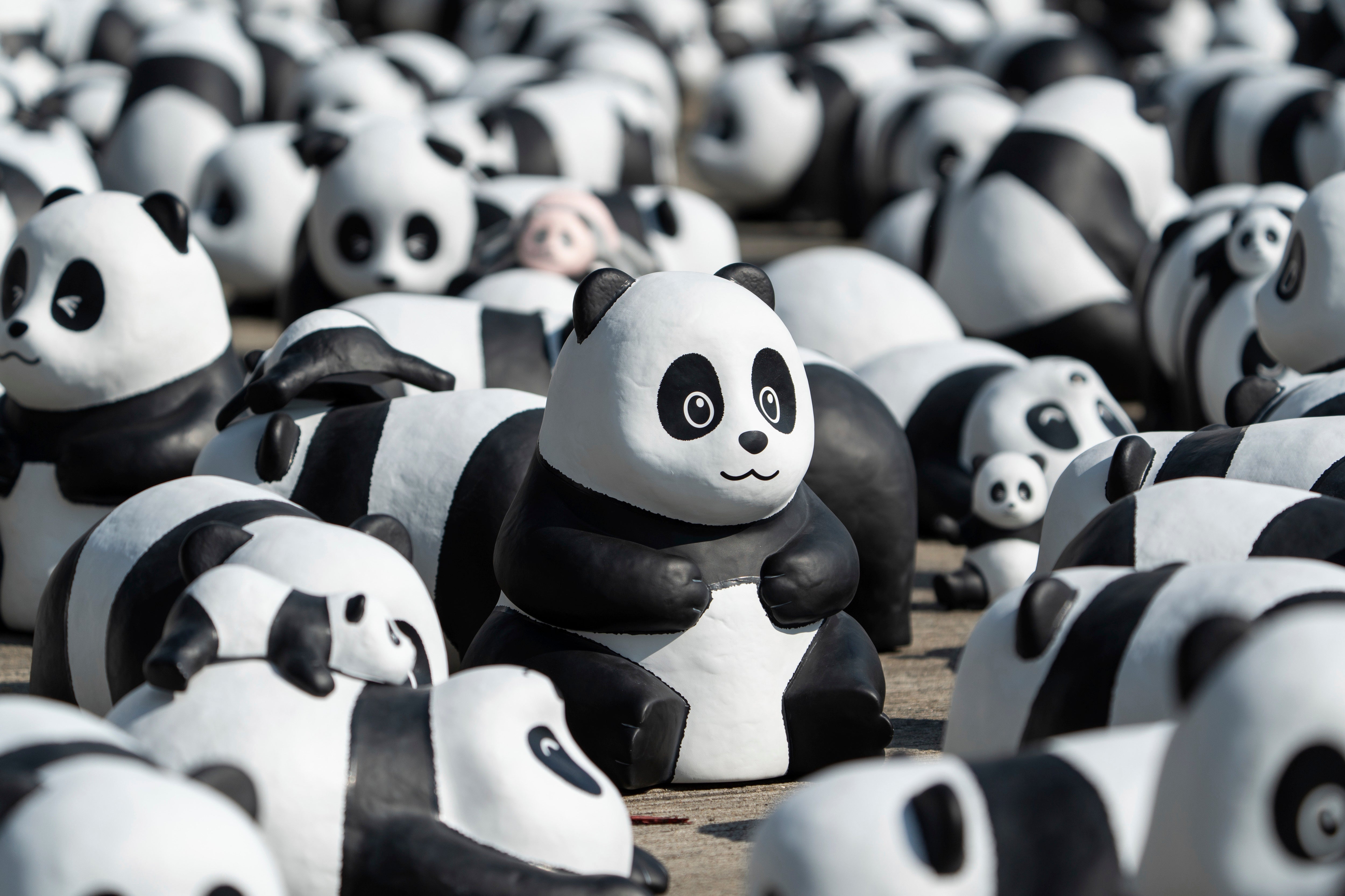 FOTOGALERÍA-HONG KONG-OSOS PANDA