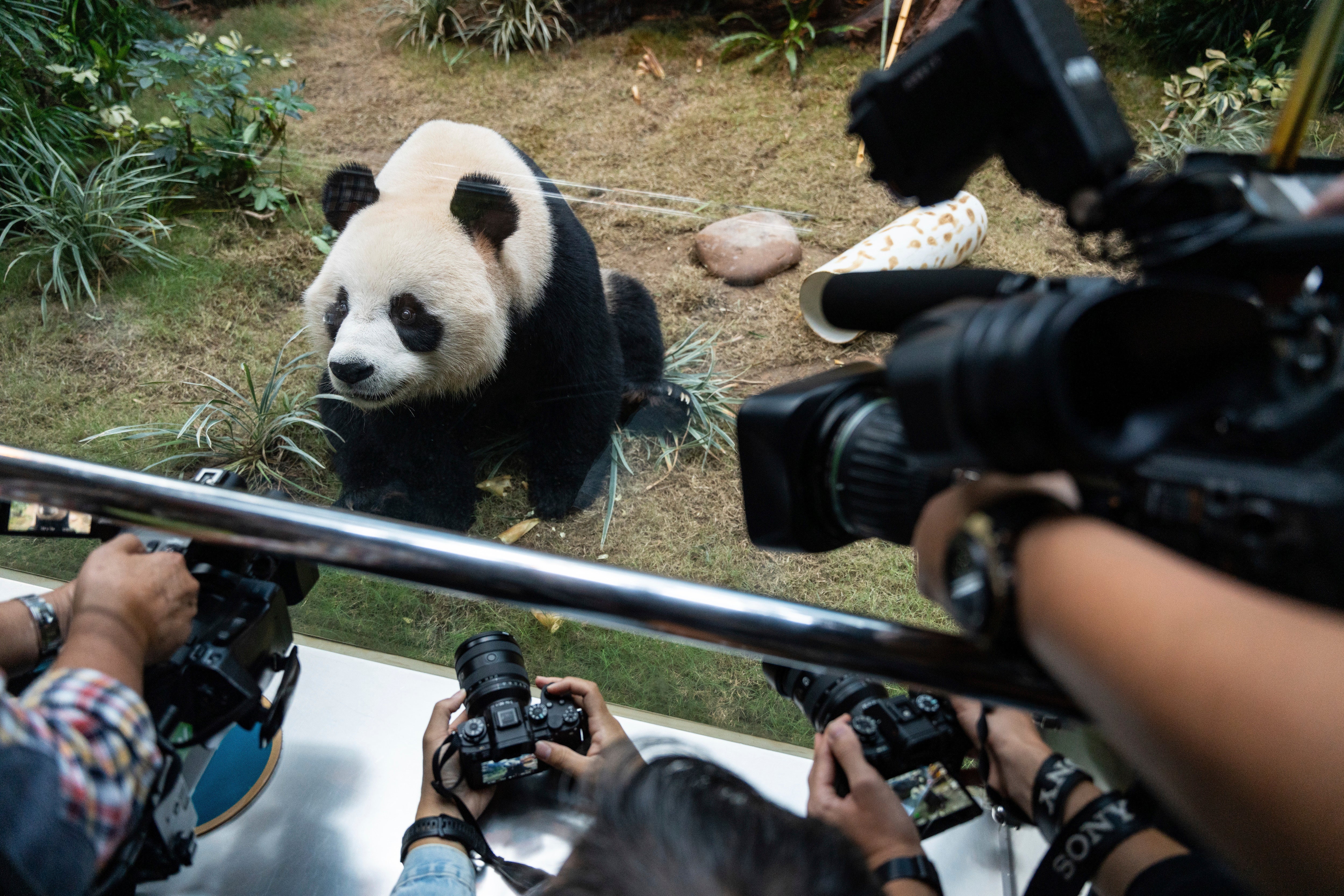 FOTOGALERÍA-HONG KONG-OSOS PANDA