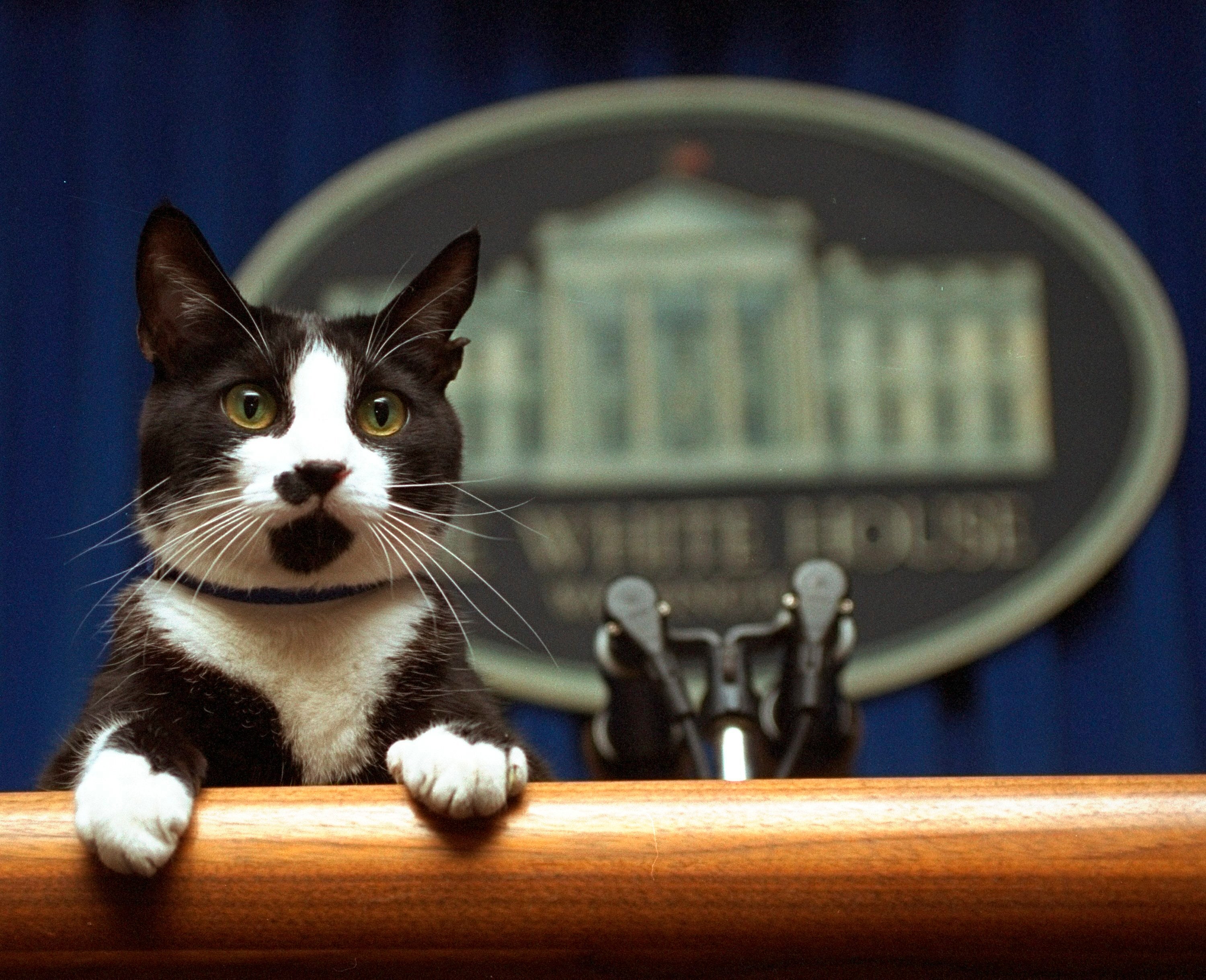 EEUU-ELECCIONES-PERROS-GATOS