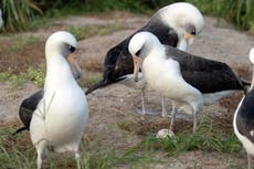 Ave salvaje más vieja del mundo pone un huevo en Hawai a los 74 años