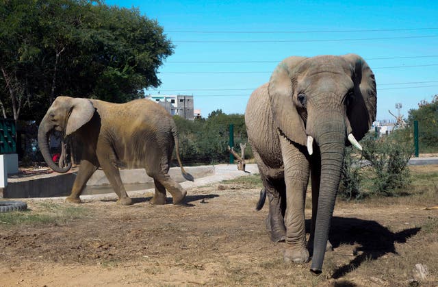 PAKISTAN ELEFANTE