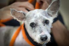 Perro fugitivo se vuelve viral en Nueva Orleans después de eludir su captura durante meses