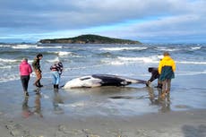 Científicos neozelandeses creen que ejemplar de ballena más rara del mundo murió por golpe en cabeza