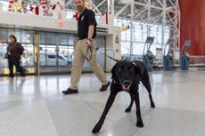 El perro Argo protege a los viajeros detectando explosivos