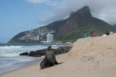 Aparece foca en famosa playa de Río de Janeiro, sorprendiendo a los visitantes