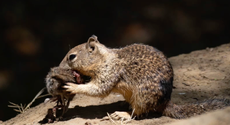 Ardillas cazan y comen roedores en un “sorprendente” hallazgo