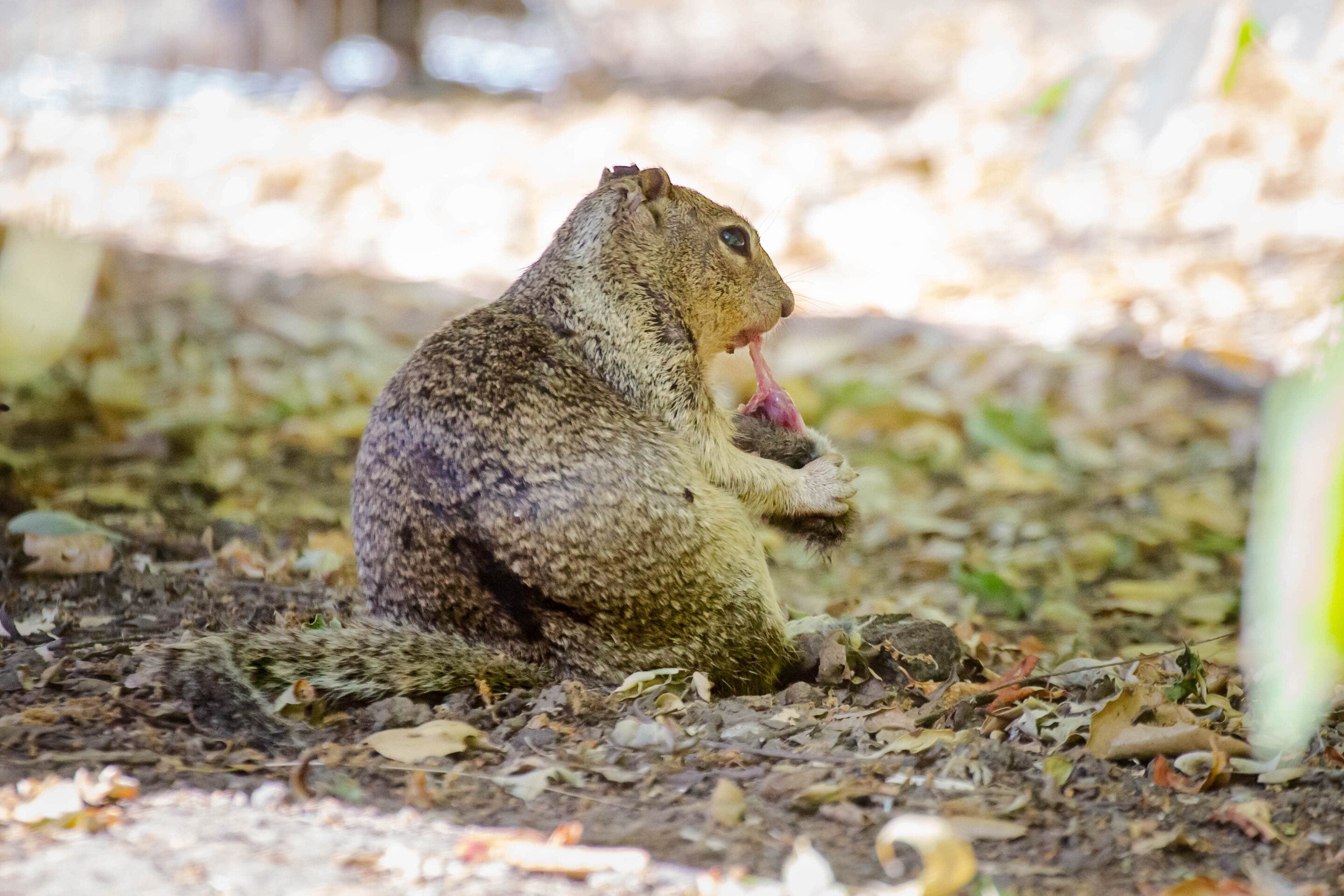 Una ardilla terrestre de California devora un topillo que capturó en un parque regional del Área de la Bahía