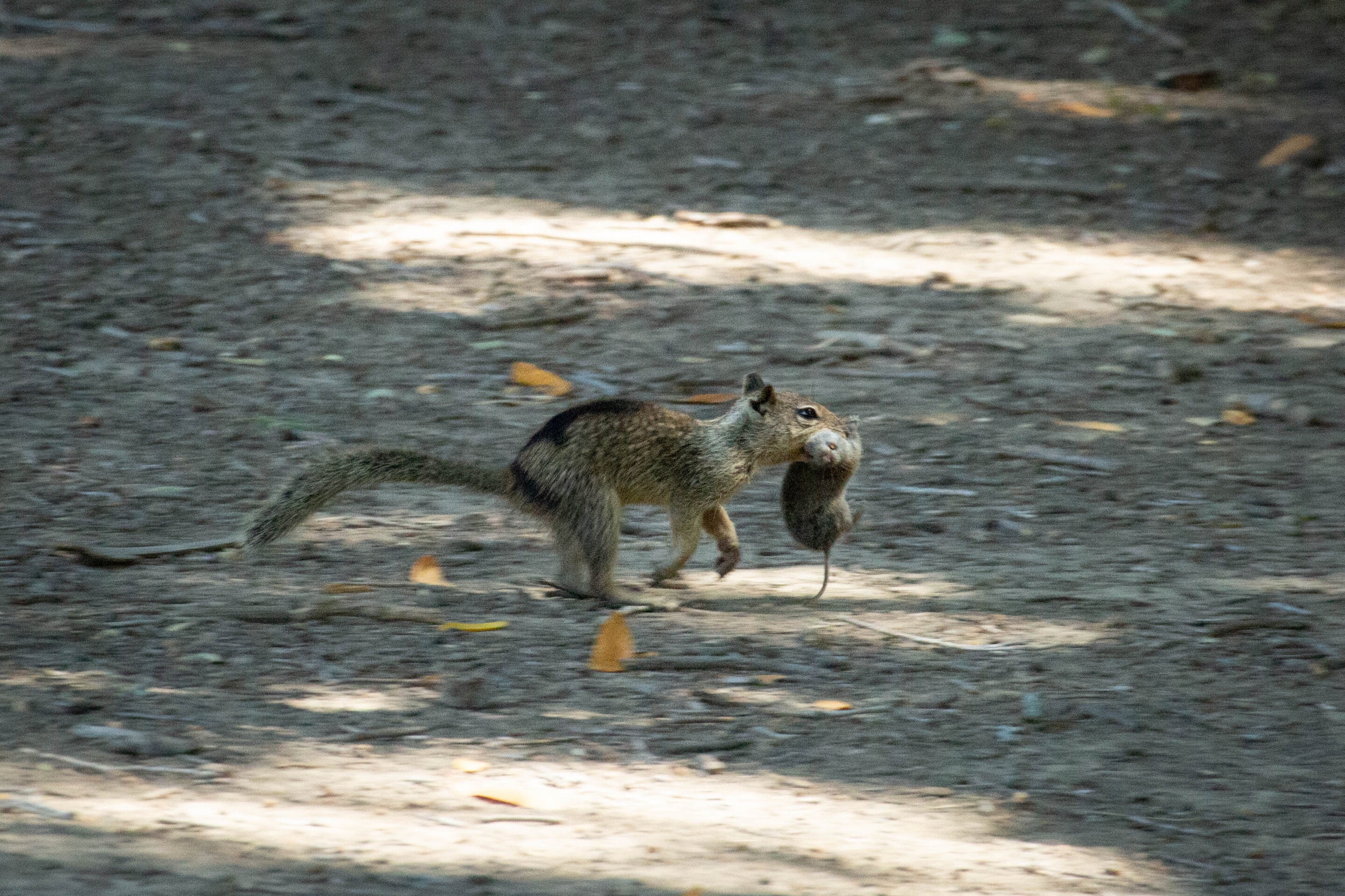 Ardilla terrestre de California en el condado de Conta Costa corre con un topillo que cazó