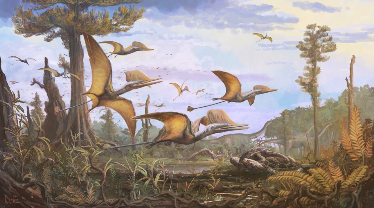 Una ilustración publicada por el Museo de Historia Natural (NHM) de Ceoptera evansae, un pterosaurio descrito de la isla de Skye